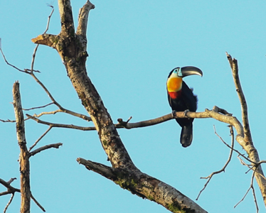 The Channel-billed Toucan